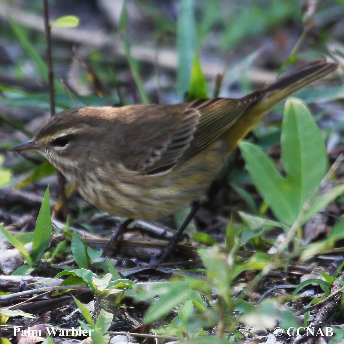 Birds of North America