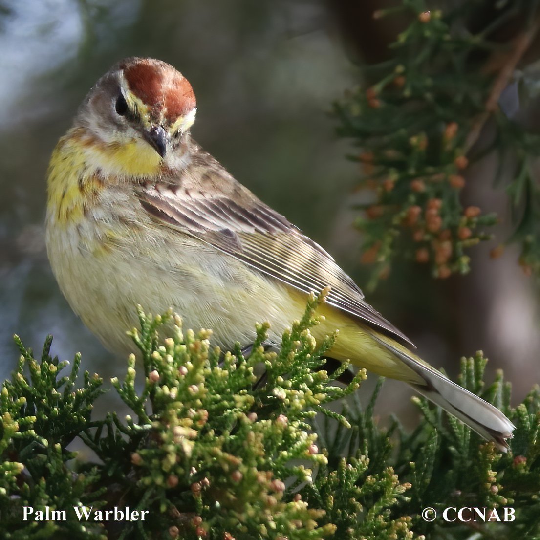 Birds of North America