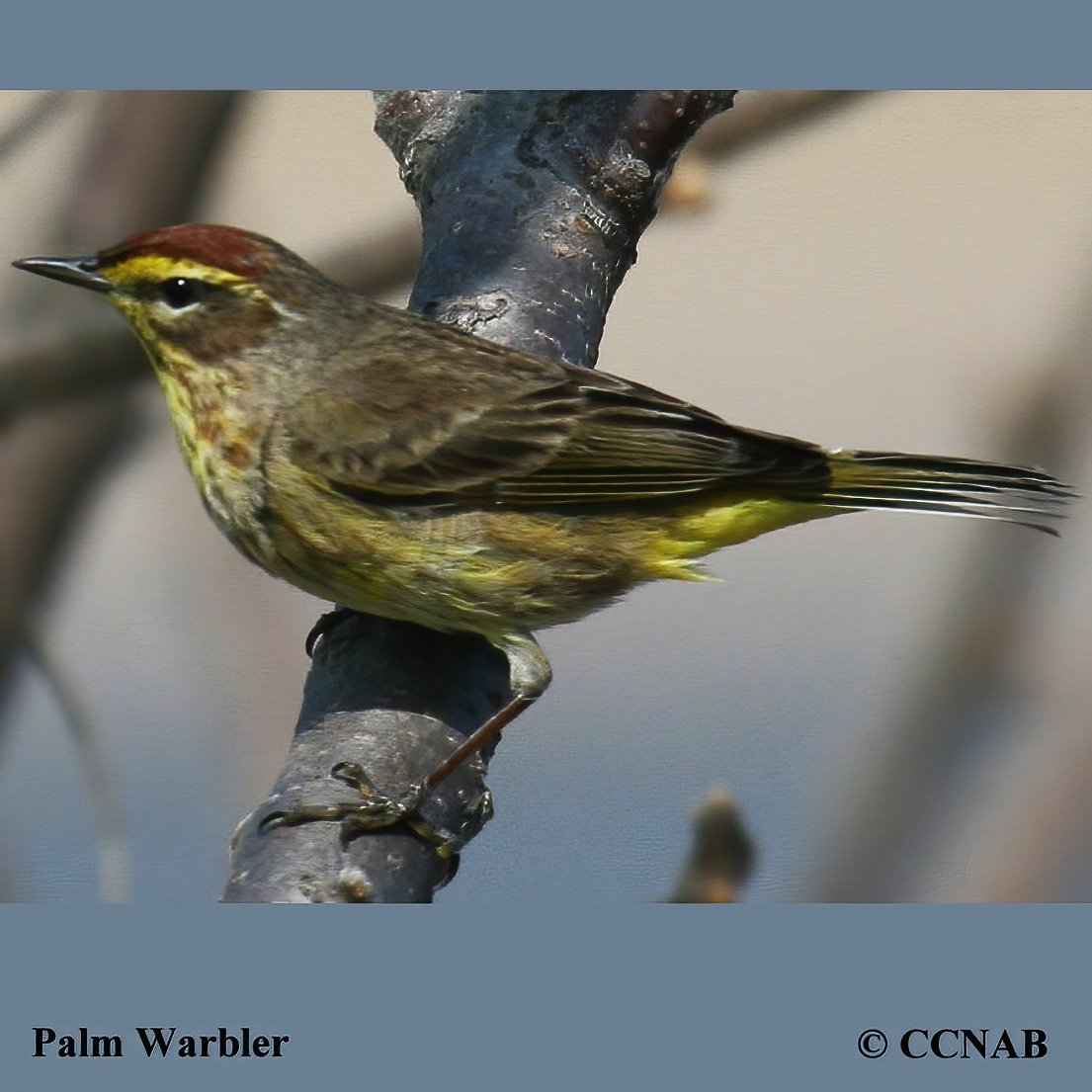 Birds of North America