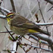 Palm Warbler range map