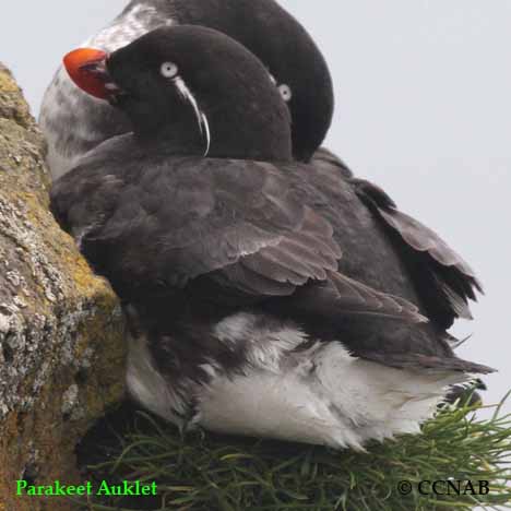 Parakeet Auklet