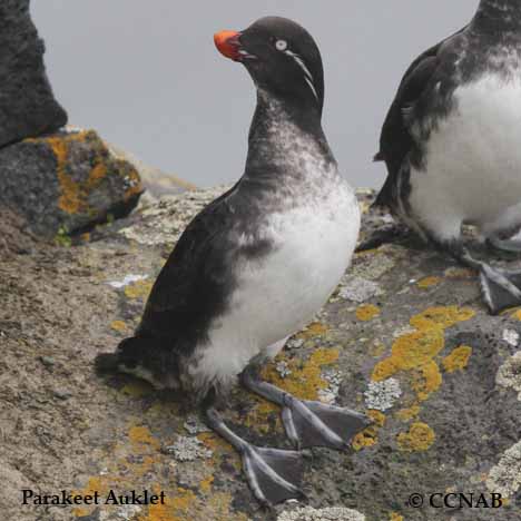 Parakeet Auklet