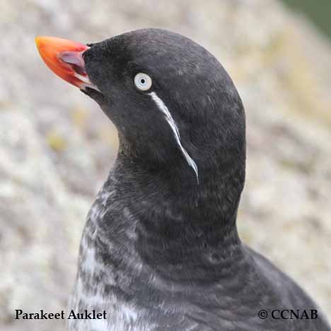 Parakeet Auklet