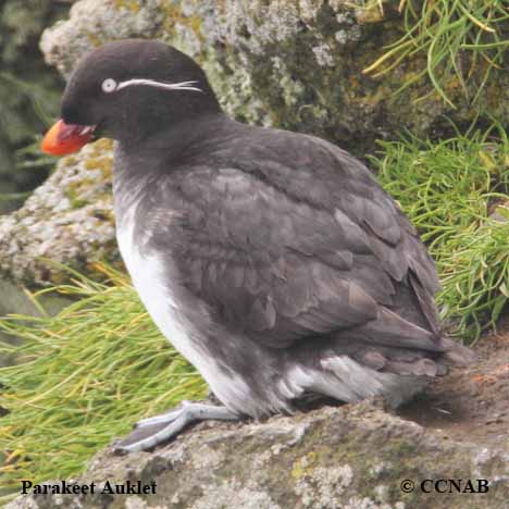 Parakeet Auklet