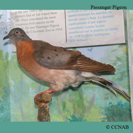 Passenger Pigeon