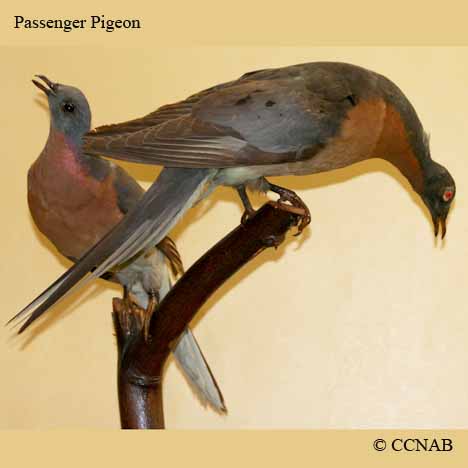 Birds of North America