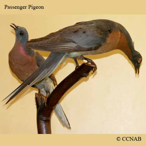 Passenger Pigeon