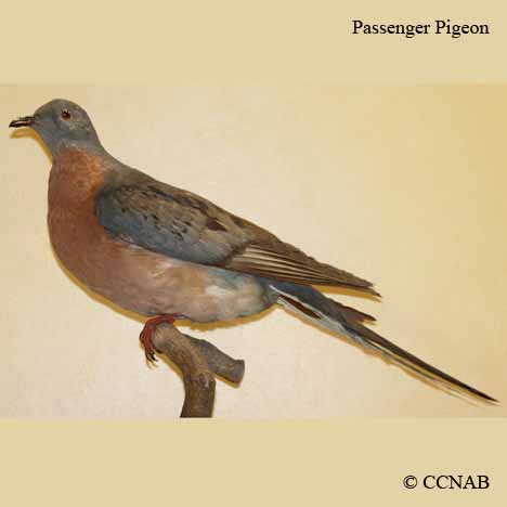 Birds of North America