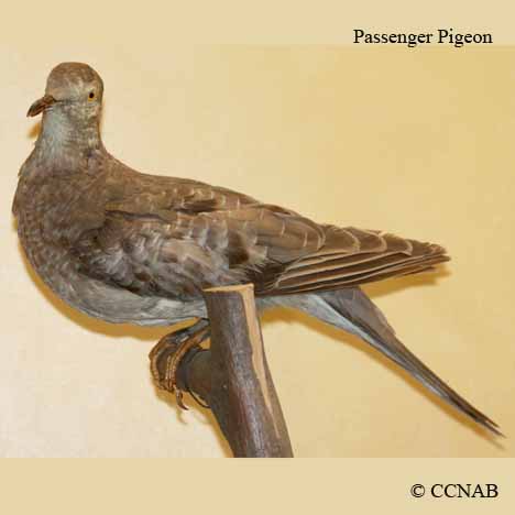 Passenger Pigeon