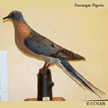 Passenger Pigeon