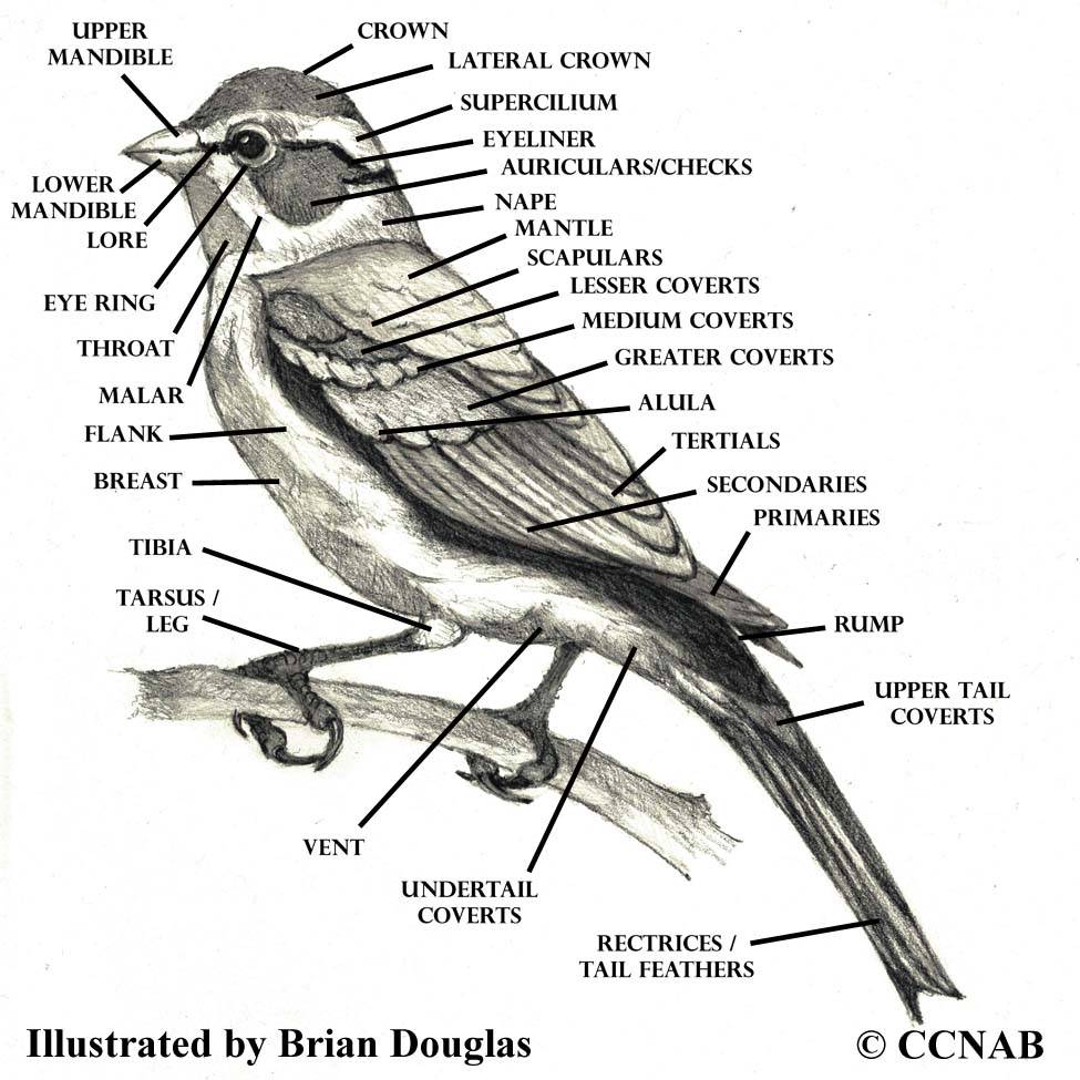 https://www.birds-of-north-america.net/images/xPasserine_profile_Labels.jpg.pagespeed.ic.Q_Tc70hVfc.jpg