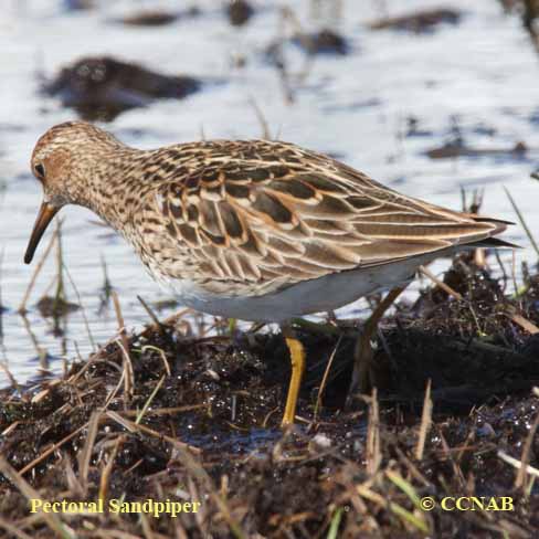 Pectoral Sandpiper