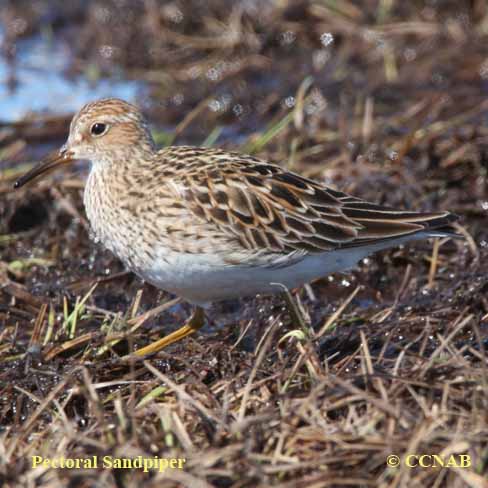 Pectoral Sandpiper