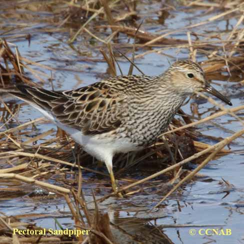 Birds of North America