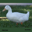 Pekin Duck