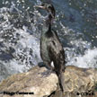 Pelagic Cormorant