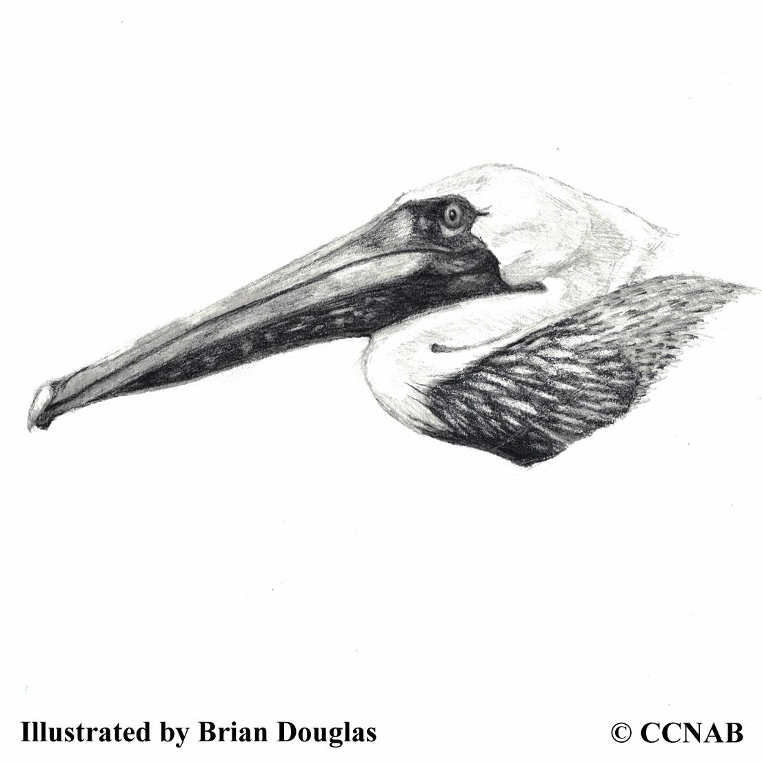 pelicans