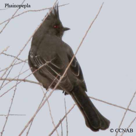 Phainopepla