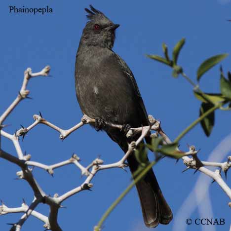 Phainopepla