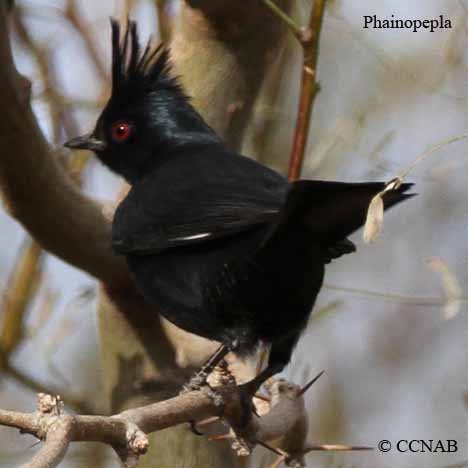 Phainopepla