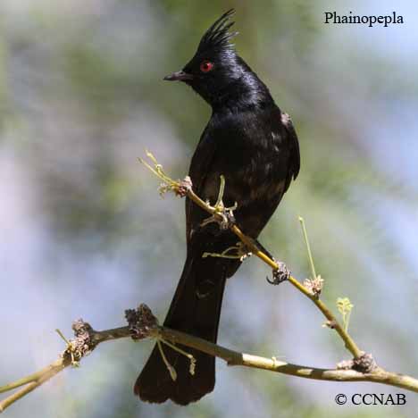 Phainopepla