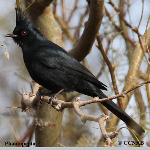 Birds of North America