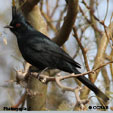 Phainopepla range map