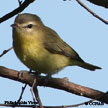 Philadelphia Vireo songs and calls