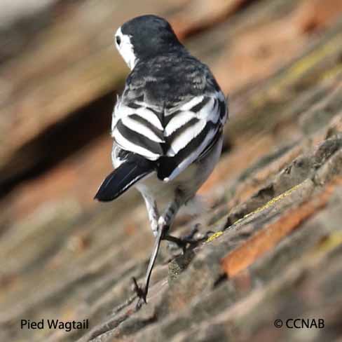 White Wagtail (Pied)