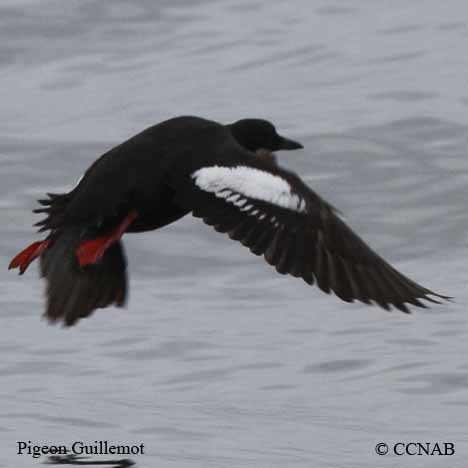 Pigeon Guillemot