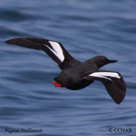 Pigeon Guillemot