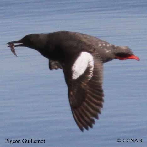 Pigeon Guillemot