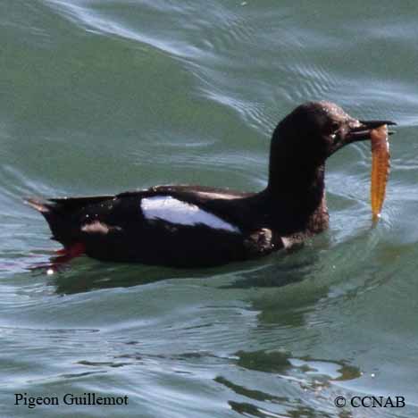 Birds of North America