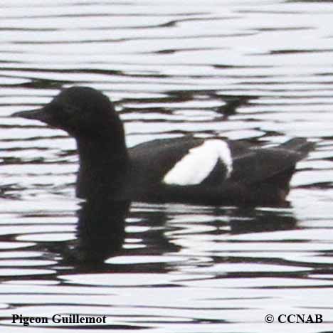 Pigeon Guillemot