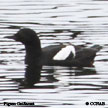 Pigeon Guillemot