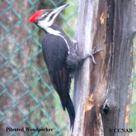 Pileated Woodpecker