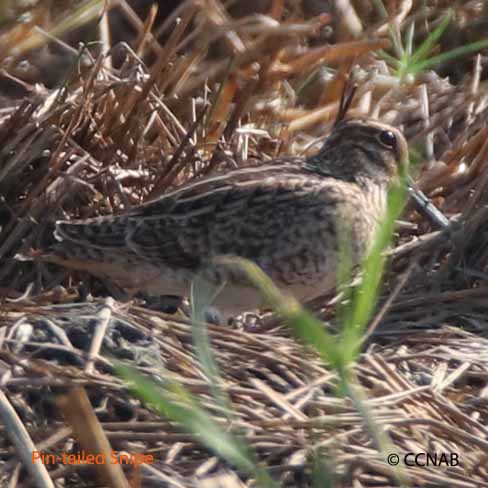 Pin-tailed Snipe