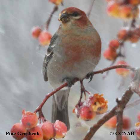 Pine Grosbeak