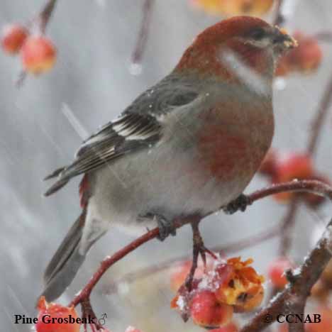 Pine Grosbeak