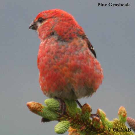 Pine Grosbeak