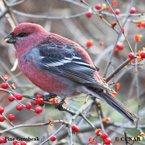 Pine Grosbeak