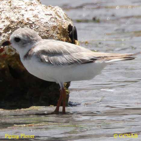 Birds of North America