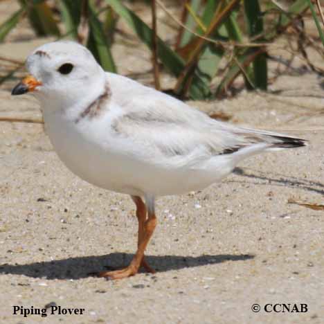 Piping Plover