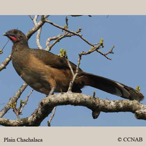 Plain Chachalaca