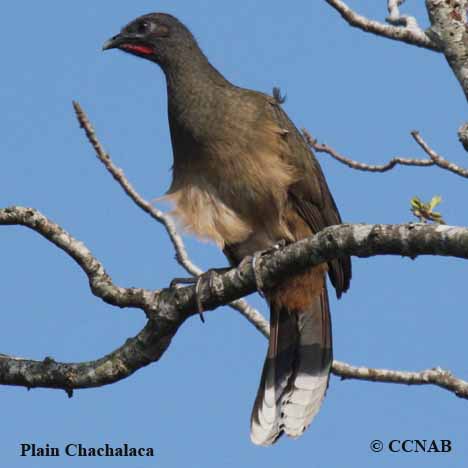 Birds of North America