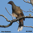 Plain Chachalaca