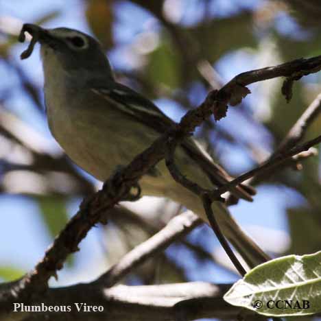 Plumbeous Vireo