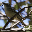 Plumbeous Vireo