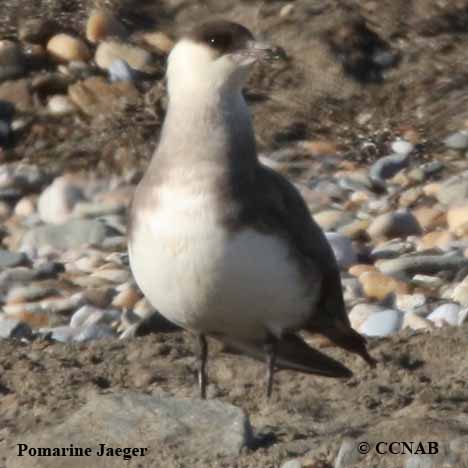 Birds of North America