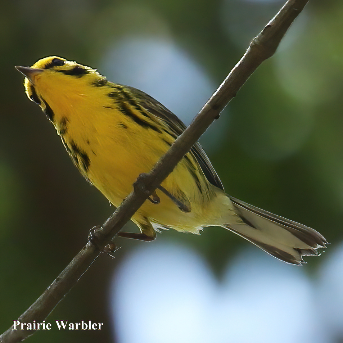 Prairie Warbler